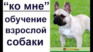 "ко мне" -   обучение взрослой собаки шаг за шагом на примере французского бульдога.