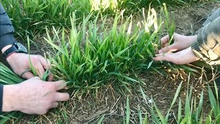 Инспектируем опытные участки на пшенице