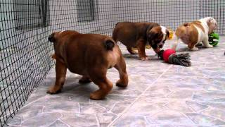 ENGLISH BULLDOG PUPPIES FOR SALE