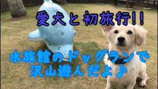 【#83】愛犬と初旅行！！水族館のドッグランで遊んだよ♪