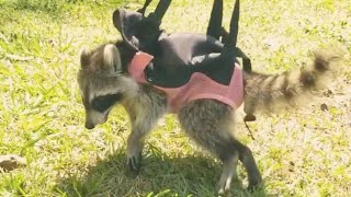 Woman takes disabled raccoon for daily walks