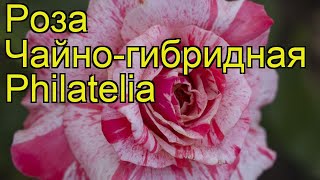 Роза чайно-гибридная Филателия. Краткий обзор, описание характеристик, где купить Philatelia
