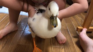 蔵出し映像！アヒルの無法地帯