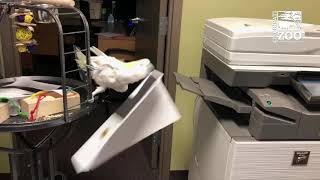 New Office Assistant Reggie the Cockatoo - Cincinnati Zoo