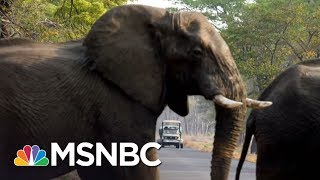 President Trump Halts Reversal To Obama-Era Policy On Big-Game Trophies | The 11th Hour | MSNBC