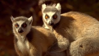 Lemur's Scent Attracts Females | Animal Attraction | BBC