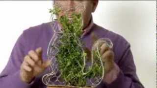 Box Topiary Animal. Grow Your Own Living Cat Box Topiary Plant