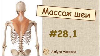 Массаж шеи (краткая теория)  | Урок 28, часть 1 | Уроки массажа