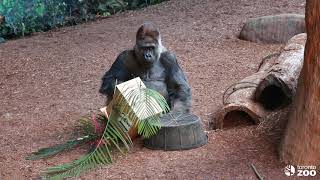 Toronto Zoo Gorilla Baby Gender and Name Reveal!