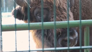 Поразительные зубры Беловежской пущи! Что посетить в Брестской области? // Медовый месяц. Тревел-шоу