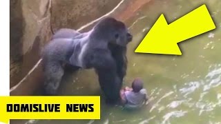 KILLING HARAMBE, Gorilla Shot & Killed After Boy Falls Into Zoo Enclosure (NEW VIDEO)