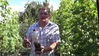 Удобрение виноградника. Виноград 2015.