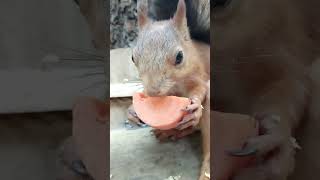 Белка ест морковку / Squirrel eats carrot