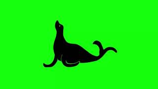 GreenScreen Footage Free Download Video green screen ANIMALS Part #12 Water Seal