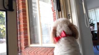 My dog desperately tries to go out