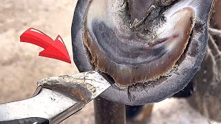 This donkey hoof was eaten by tiny insects and became empty! The knife can be put in 5cm!