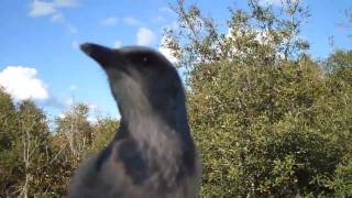 Florida scrub jay "happy song"