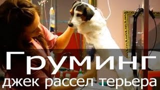 Груминг джек рассел терьера, тримминг джек рассела, стриппинг джек рассела