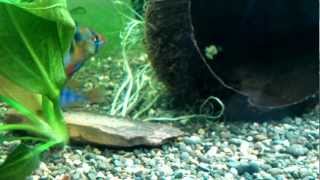 Spawninig apistogramma ramiresa 2