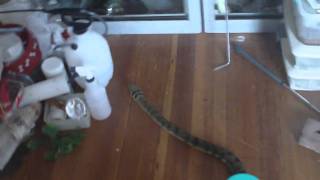 Scrub python!
