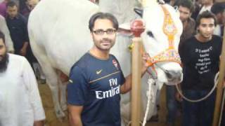 Karachi Cattle Market 2010