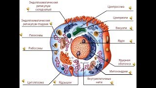 Академик В.Миронова о центросоме клетки