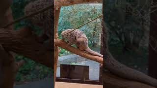 Shake it off Rico! - Cincinnati Zoo #shorts