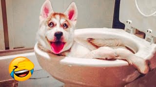 Best Funny Animal Videos 2022 - Funniest Dogs And Cats Videos ????