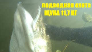 В поиске достойной щуки 11 кг и дохлый сом мумия.