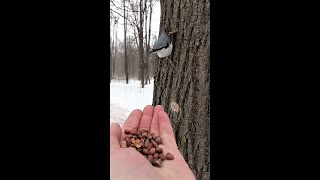 Поползень долго думал и не успел, а белка успела / Nuthatch and squirrel