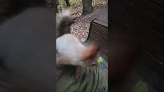 Орешки для милых злодеев / Nuts for villains