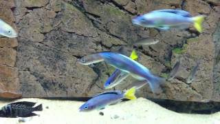 Territorial Cyprichromis leptosoma "blue flash" Mpulungu males - PISCES