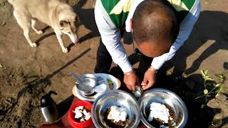 Pet Care - Winter Food for dog - Bhola Shola