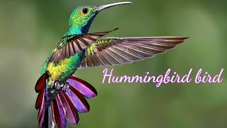 ?КОЛИБРИ: МАЛЕНЬКАЯ ДА УДАЛЕНЬКАЯ?Hummingbird?