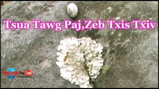 Lub Tsua Nkauj Ntsuab Niam Hluas