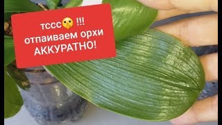 Как ПРАВИЛЬНО ОТПОИТЬ сухую ОРХИДЕЮ?  Мои КОСЯКИ и ОШИБКИ.