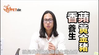 【哈寵PETube】第４集 香蘋養生黃金豬
