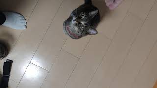 撫でて欲し過ぎて待ち切れず、立ち上がる猫　#shorts
