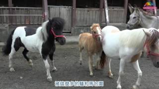 兒童區馬科動物量體重－迷你馬「白泡泡」趁便亮相