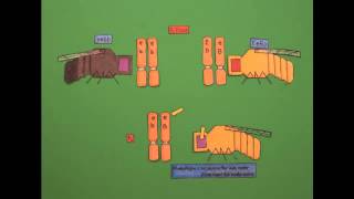 Genetic Linkage and Mapping