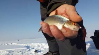 29.01.2017 г. Верхнеуральское вдхр. Чебак.(Плотва)