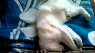 РЕАКЦИЯ КОШКИ НА СТОНЫ / THE REACTION OF A CAT ON THE MOANS(неждаечик#0,7)