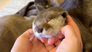 カワウソが気持ちよくなりすぎて飼い主を無視し始めました… otter became too comfortable and started ignoring its owner...