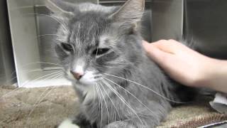 Magic the Lover - Adopted!
