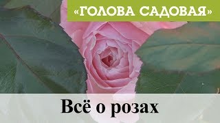 Голова садовая - Всё о прекрасных розах