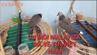 Cu mồi malaysia - Đã về đến trại Thích Thổ Bầu - kiến Tường