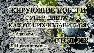 ? Жирует Виноград? Сделай ЭТО! Как избавиться от жирующих побегов на винограде.