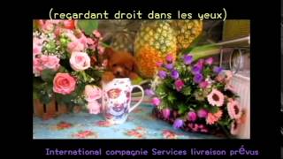 Pocket Teacup caniche (Ours en peluche)