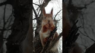 Белка и орешек / Squirrel and nut