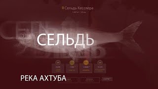 РР4! RF4! Русская рыбалка 4! Река Ахтуба - Сельдь  2 точки клева!
